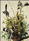 John James Audubon Canvas Paintings - Mocking Bird
